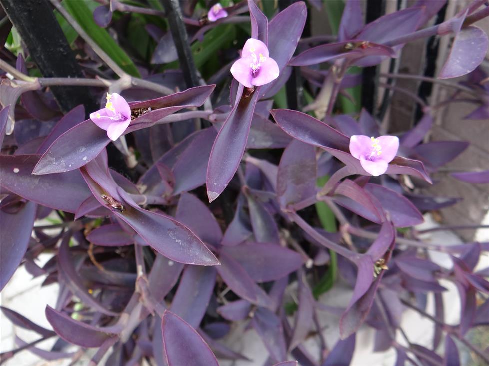 Tradescantia pallida